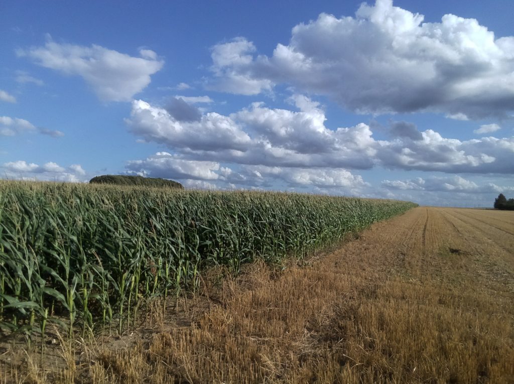 Corn Field